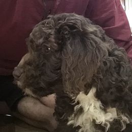 Lagotto Romagnolo Puppies from Stan and Merrie's Lagotto Romagnolo