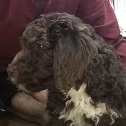 Lagotto Romagnolo Puppies from Stan and Merrie's Lagotto Romagnolo