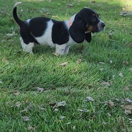 Orange - Black brown and white female Basset Hound puppy in Ontario, Oregon from Thunder Ridge Bassets