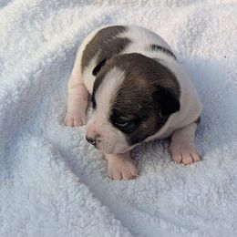 Dasher - Tri-color male Russell Terrier puppy in Sandown, New Hampshire from Patch Wood Irish Jacks