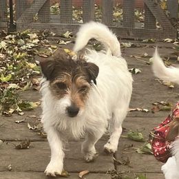 Prince Deuce (Deuce) - White and tan male Russell Terrier puppy in Missouri from Royal Russells Ranch