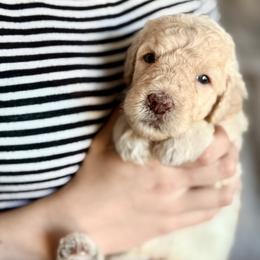BMW 'Beamer' - Cream male Goldendoodle puppy in Dayton, Ohio from Perks Court Doodles