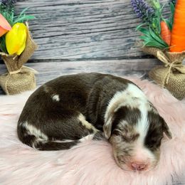 Aussiedoodle Puppies from Royal Paw Aussiedoodles