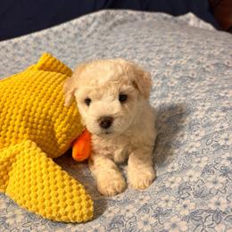 Max-Black Collar - White male Bichon Frise puppy in East Carondelet, (St Louis Metropolitan Area), Illinois from BichonSTL