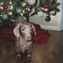 Dachshund Puppies from Golden Creek Farm