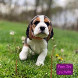 Pink Girl - Black white and tan female Beagle puppy in Grantsville, Maryland from Fable & Fern Beagles