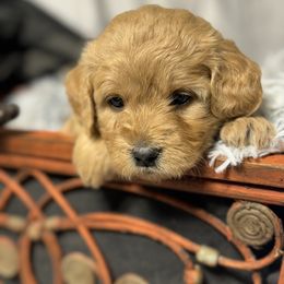 French Bulldog, Goldendoodle, and Golden Retriever Puppies from SoCalFamilyFrenchies, Doodles and more