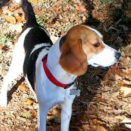 Penny - Beagle
