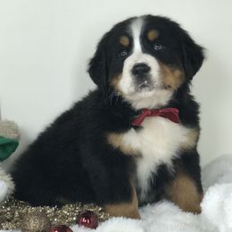 Bernese Mountain Dogs and Cavapoos from Evergreen Berners