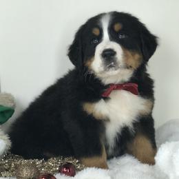 Bernese Mountain Dogs and Cavapoos from Evergreen Berners