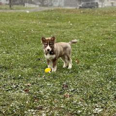 Native American Indian Dog Puppies from Corn Moon Kennels