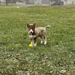 Native American Indian Dog Puppies from Corn Moon Kennels
