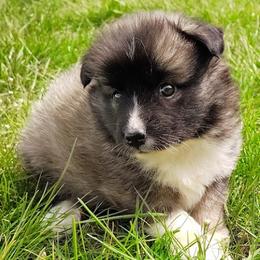 LeBron - male Nenets Herding Laika puppy in Rockville, Maryland from Skais the Limit