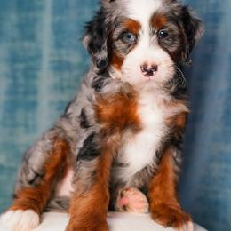 Budget - Merle male Bernedoodle puppy in Dundee, Ohio from Down Home Doodle