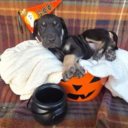 Joker - Black female Great Dane puppy in Arpin, Wisconsin from Arpin Great Danes