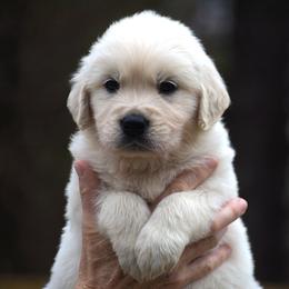 Beau - Light golden male Golden Retriever puppy in Hagerstown, Maryland from Pinewood Acres Goldens