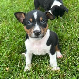 Libby - Black white and tan female Rat Terrier puppy in Canandaguia, New York from Mary ann Whipple's Old Dominion Terriers