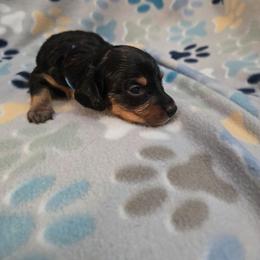 Blue - Black and tan male Dachshund puppy in Mulberry, Florida from J's Mini Dachshunds