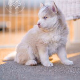 Pomsky Puppies from Southpaw Pomskies