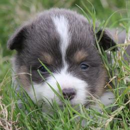 Bluie Boy 2 - Blue male Pembroke Welsh Corgi puppy in Cameron, Texas from Moonstone Corgis & Frenchies