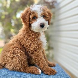 Sleepy - Red male Bernedoodle puppy in Highland, Utah from Angel Pups Deluxe