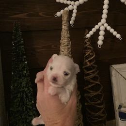 Maltese Puppies from Maltese Colorado