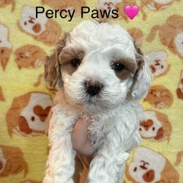 Percy Paws - White female Cavapoo puppy in Greensburg, Kentucky from Doodle Me Crazy