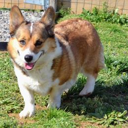 Henny - Pembroke Welsh Corgi