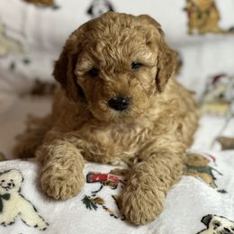 Goldendoodle Puppies from GoldenHearted Doodles