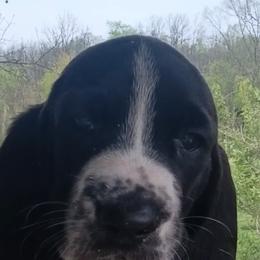Winston - Black and white male Basset Hound puppy in Imler, Pennsylvania from Happy Hounds