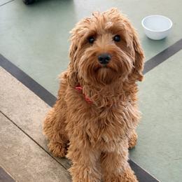 Winnie - Australian Labradoodle