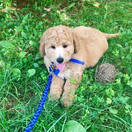 Australian Labradoodle, Double Doodle, Goldendoodle, and Poodle Puppies from Karla Schwarz