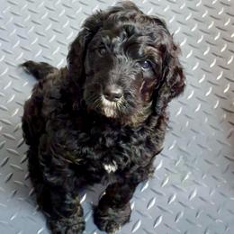 Ham - Phantom male Goldendoodle puppy in Everett, Washington from Pawlydoodles