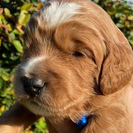 Boy 1 - Goldendoodle puppy from Marshall Goldendoodles