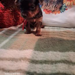Joshua - Black and gold male Yorkshire Terrier puppy in Yadkinville, North Carolina from Yadkinyorkies&Morkies