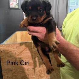 Girl 3 - Black and mahogany female Rottweiler puppy in Lima, Ohio from Vom Hause Bishop