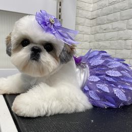 Shih Tzus from DuCiel Shih Tzu