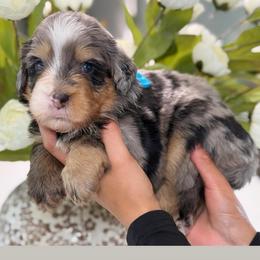 Zander - Tri-color female Bernedoodle puppy in Yuciapa, California from AlltheDoodlez_