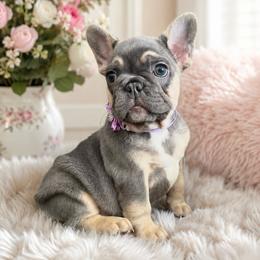 Sweet Dory - Tricolors female French Bulldog puppy in Jacksonville, Florida from Frenchie For You
