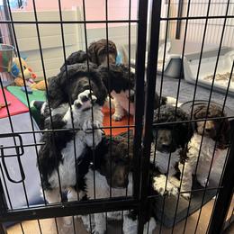 Poodle Puppies from Apricity Poodles