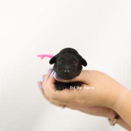 Belle (Pink Collar Girl) - Black female Cavapoo puppy in Republic, Missouri from Red Skye Puppies