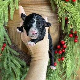 Girl 2 - female Bernedoodle puppy in Superior, Arizona from Mountain Bridge Doodles