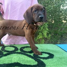 Moose - Red male Redbone Coonhound puppy in Mount Pleasant, Texas from Harmons Hounds