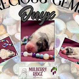 Boy 2 - male Sheepadoodle puppy in Tahlequah, Oklahoma from Mulberry Ridge Doodles