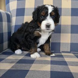 Vince - Tri-color male Bernedoodle puppy in Galt, Missouri from Only Doodles!