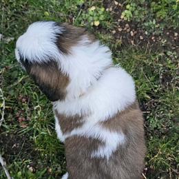Saint Bernard Puppies from Eagle Mountain Saints