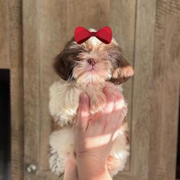 Girl 2 - Sable and white female Shih Tzu puppy in Seguin, Texas from Dolled Up Shih Tzus