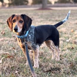 Jade - Beagle