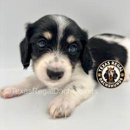 Phoebe 3000 - Piebald female Dachshund puppy in Houston, Texas from Texas Regal Dachshunds LLC