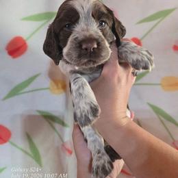 Girl 2 Mango - Liver white and tan female English Springer Spaniel puppy in Saginaw, Michigan from Kemerer Springers
